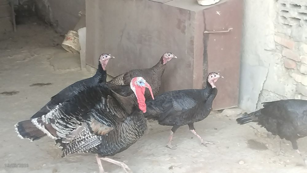 Kurkalar sotiladi sogʻlom eng yaxshi narxda