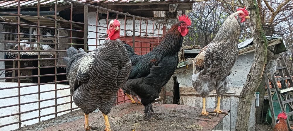 Cocoși tineret 2025