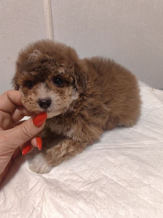 Девочка, мальтипу F1, мини