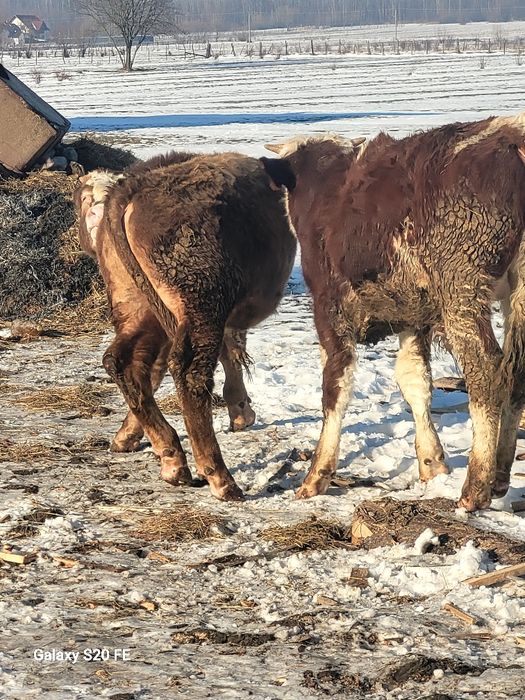 2 taurasi frumoși 7 .8 luni din vaci mari buni de samhnta  .