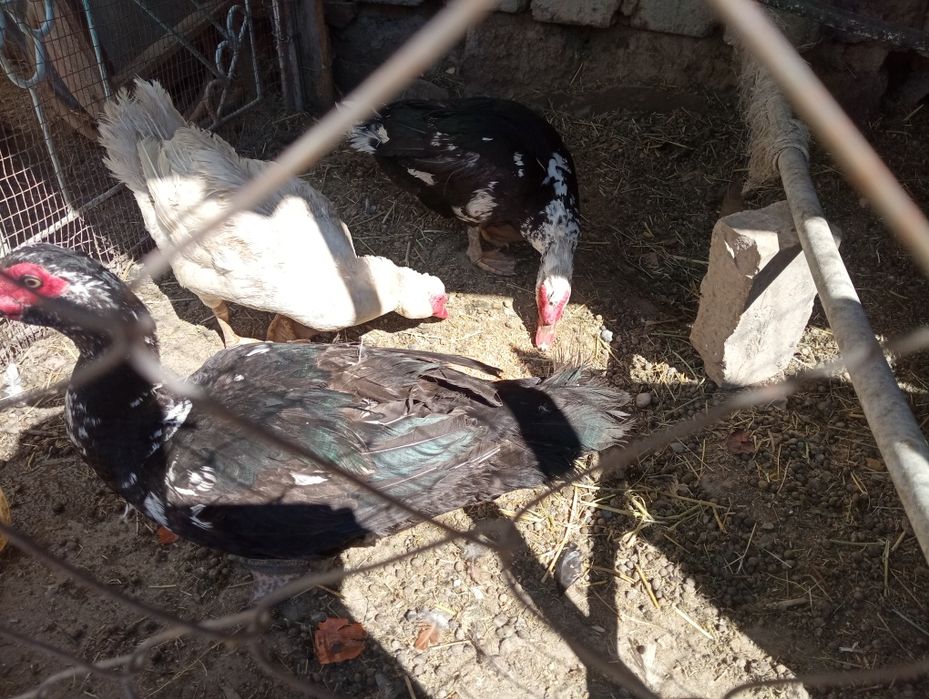 Қораз қораз қораз