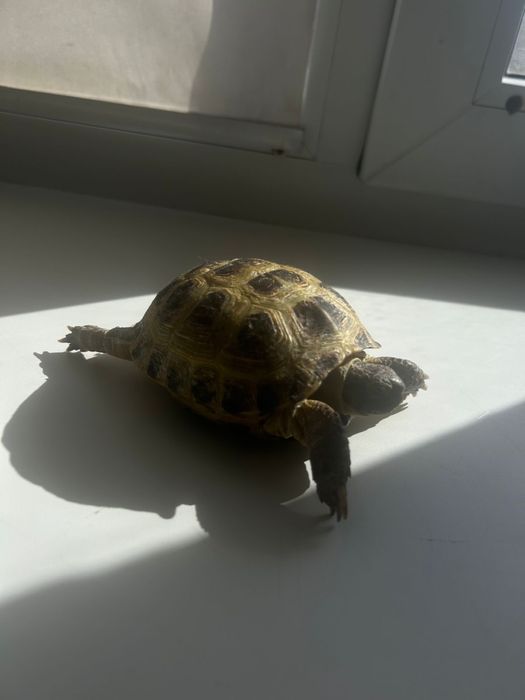 Продается кролик для дома