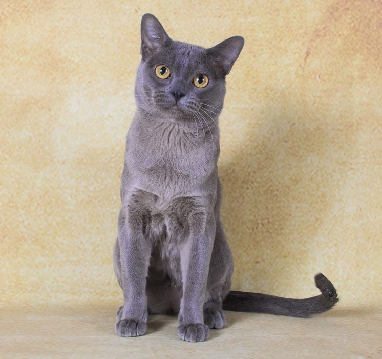 Котята Европейская Бурма