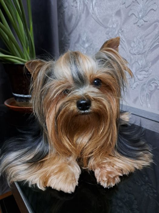 Вязка йоркширский терьер.