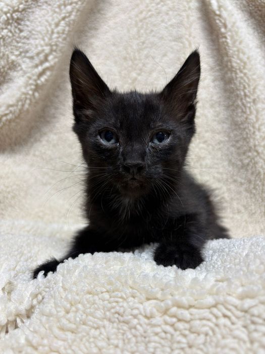 Отдам бесплатно котят