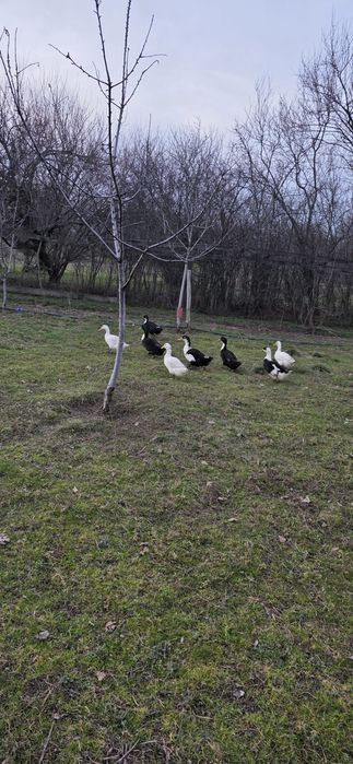 Rate românești de vanzare