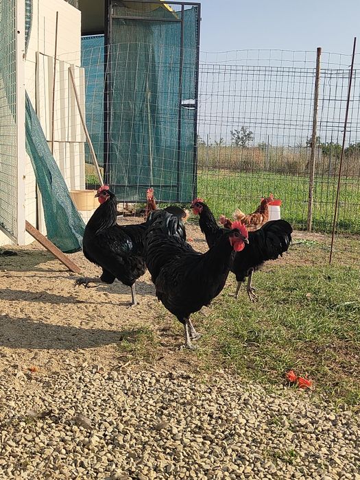 Cocoși Australorp