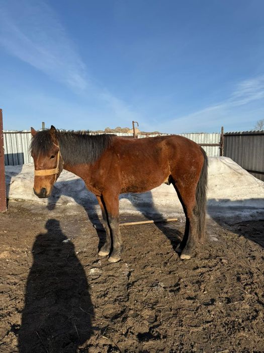 Дөнен жылқы сатамын