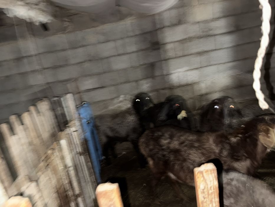 Кошкар токтылар койлар