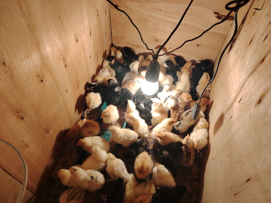 Puisori, intre o zi si o luna!