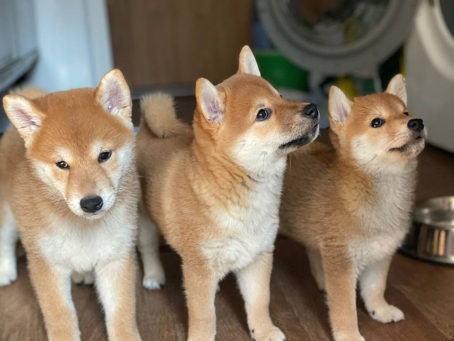 Девочка щенок Сиба ину