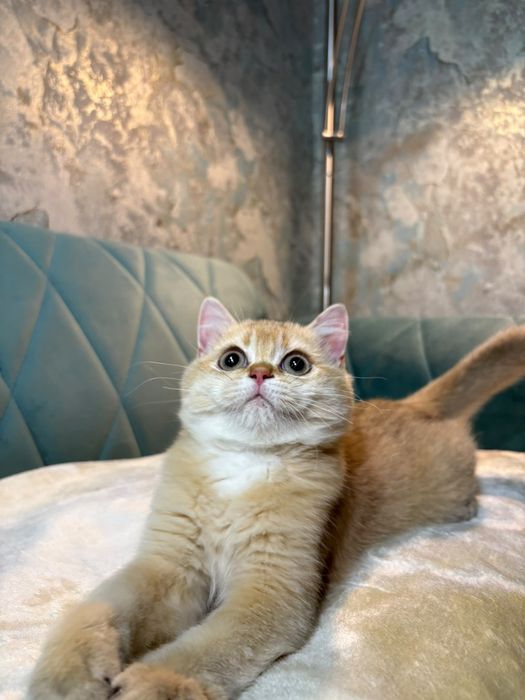 British shorthair cu pedigree