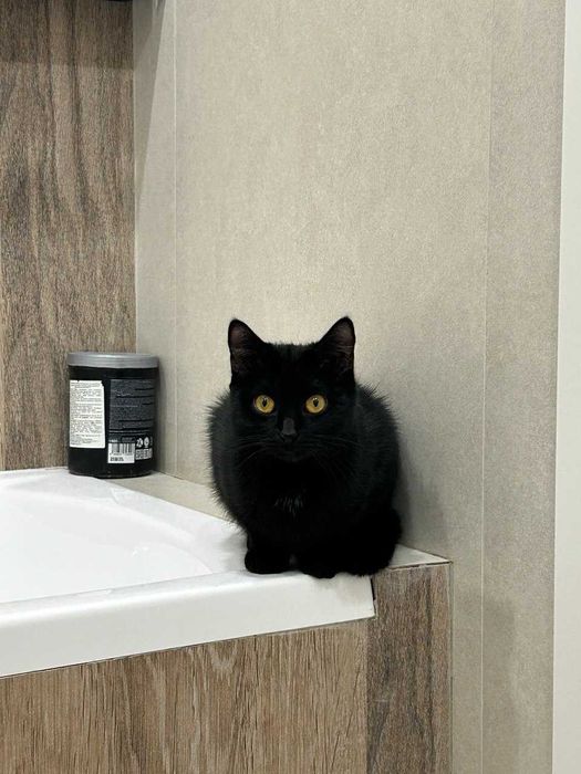 Кошечка в добрые руки!
