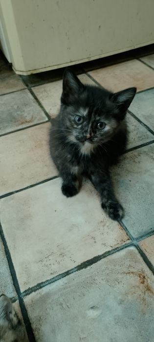 Отдам котят в хорошие руки