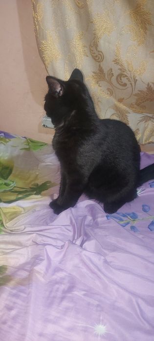 Продам кот  10000