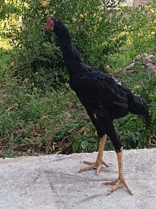 Xóroz va Tovuqlar