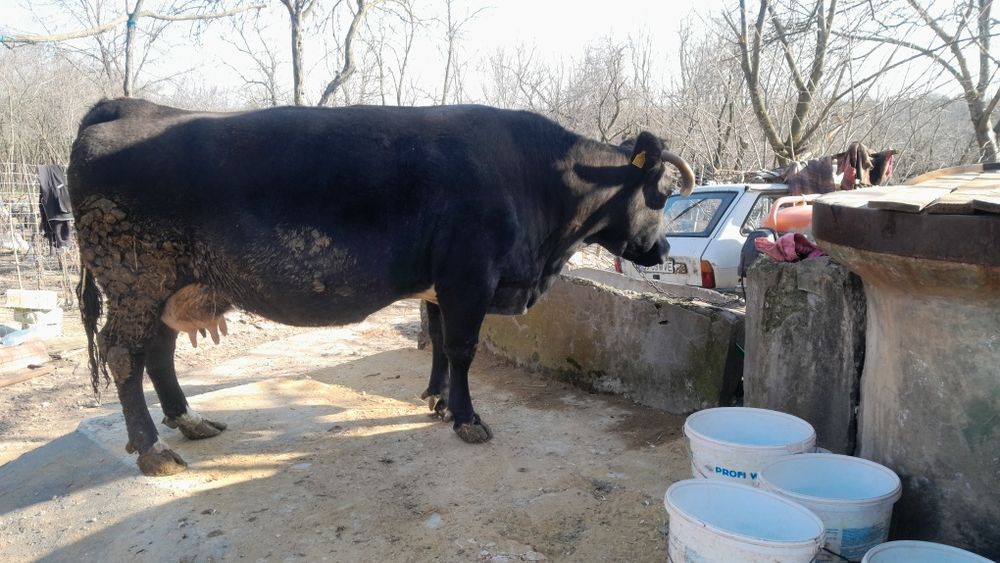 Vând o vaca grasa și bună