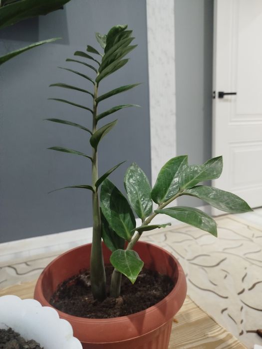 Доллар Гулы Улкен Сатамын