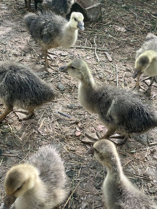 Қаз балапандары ірі қоңыр