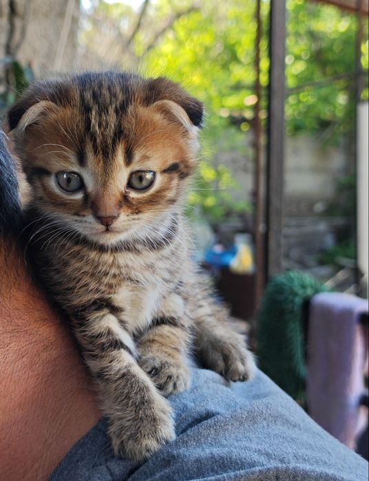 Шотландские вислоухие