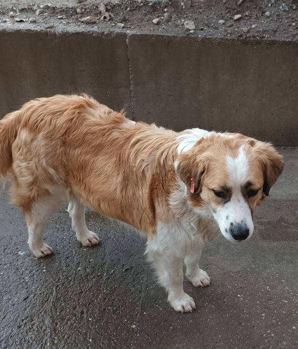 Подарява се кученце