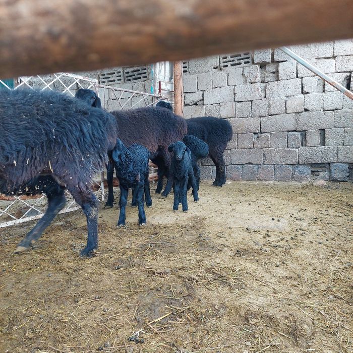 Ona bola qo'y sotiladi