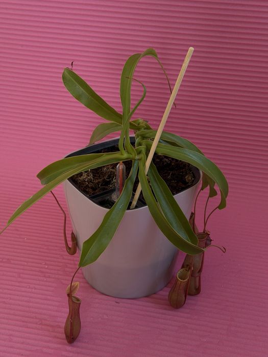 непентес или кувшиночник