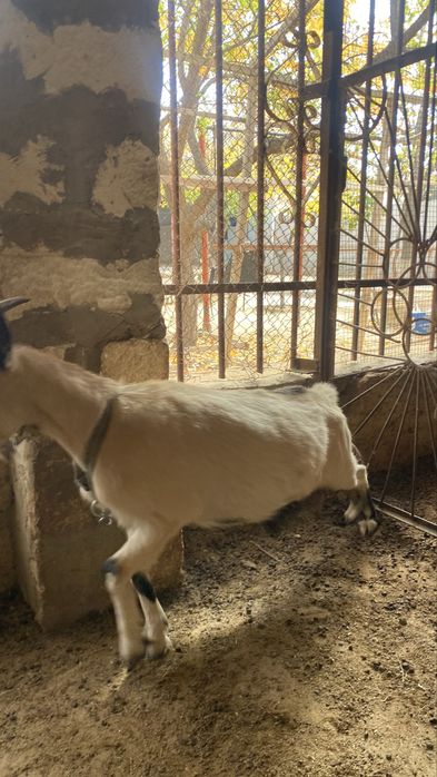 Ешкі сатылады зааненский