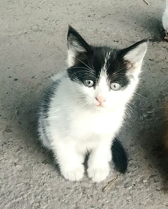 Отдам      котят