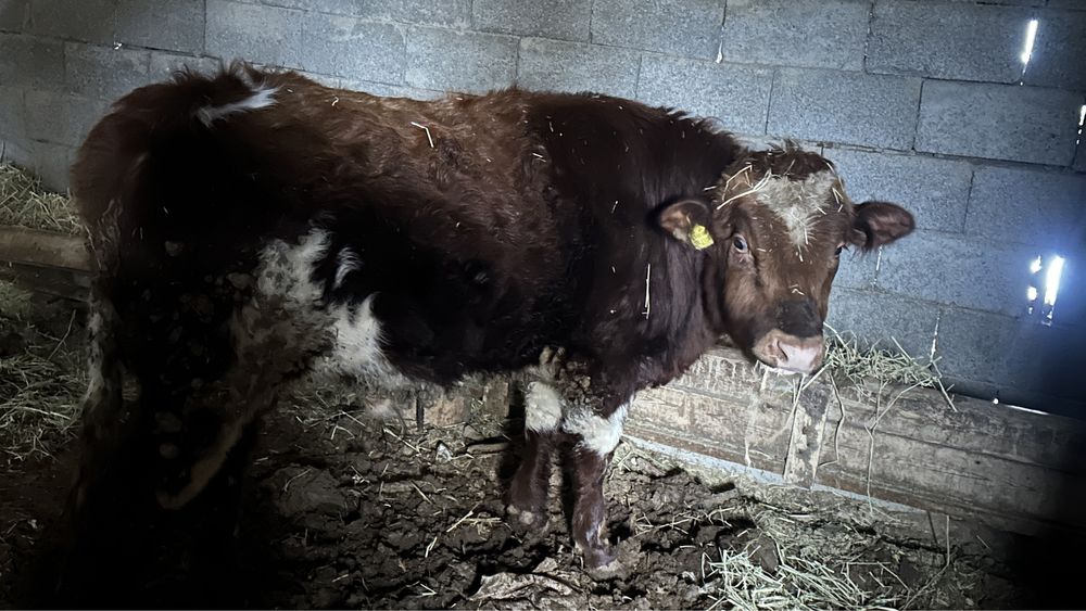 Екі жасар бұқа сатылады