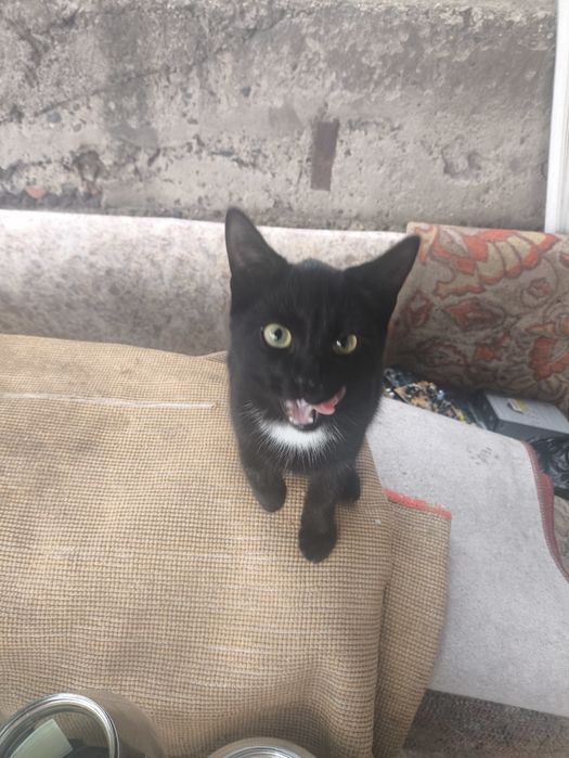 Отдам котенка в добрые руки.