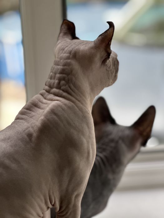 Вязка сфинкс эльф