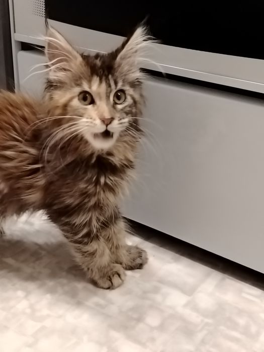 Мейн-куны котята