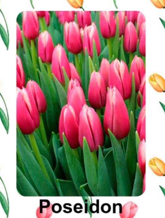 Тюльпаны (доставка на дом, предзаказ)