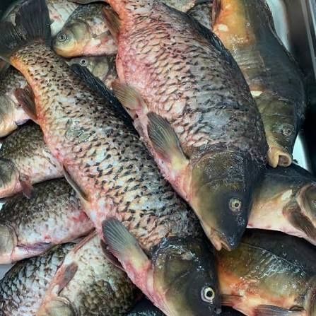 Сазан чищенный Костанай!!!