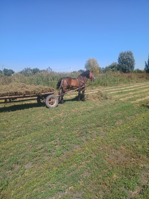 Armasar de vanzare