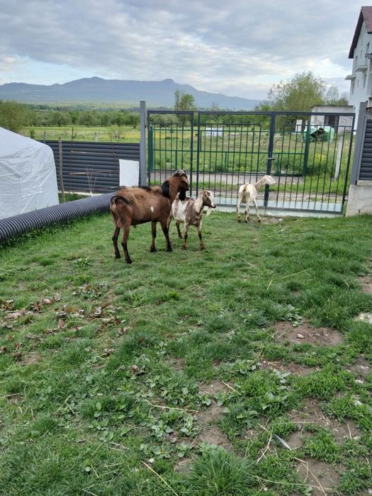 2 Capre anglonubiene gestante și un tap pret  2500 lei daca se iau  toate trei