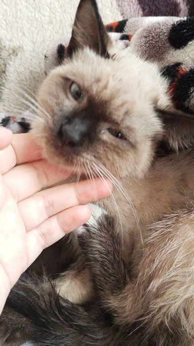 Отдам котёнка девочку в добрые руки