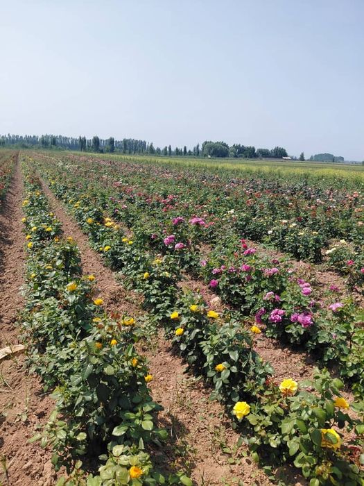 Саженцы ассортимент для даму посадит