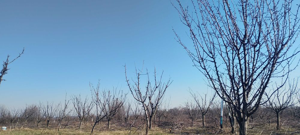 Резитба на овошки и декоративни растения