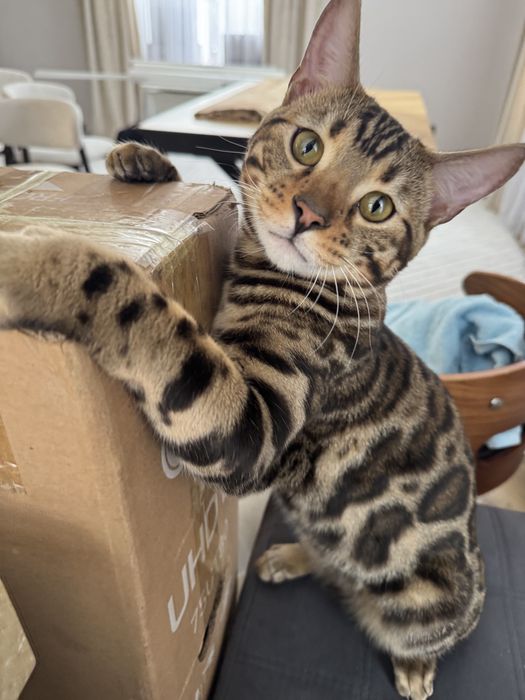 Продам Бенгальских кошек