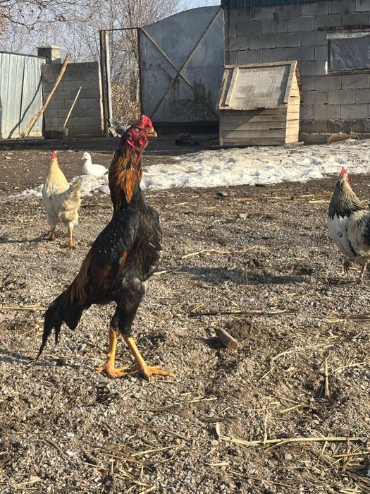 Продам Дакана петух майский