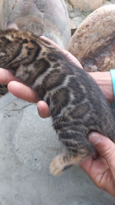 Бенгальские чистокровные котята!