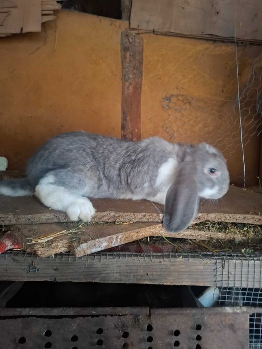 Iepuri uriaș german și berbec german