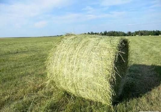 Продаем семена Эспарцет