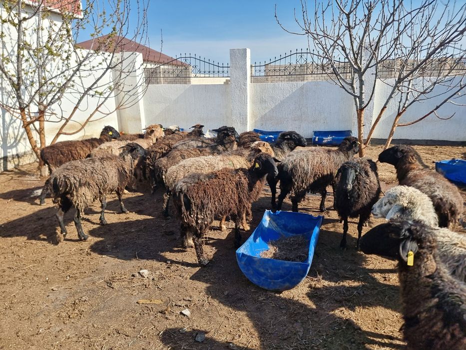 Семіз Қой (жирные Бараны)