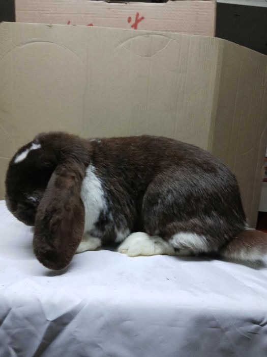 Vand iepuri rasa Berbec German