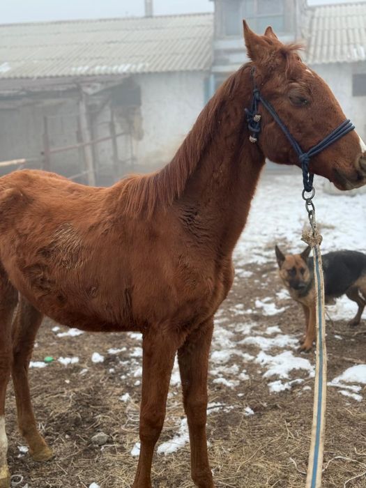 Тазаканды жабагы сатылады