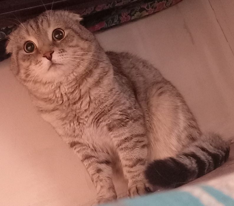 Пропал кот. Вислоухий.