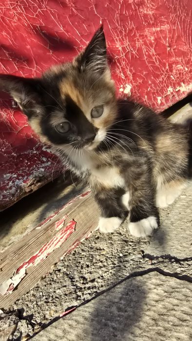 Отдам котят 2 месяца